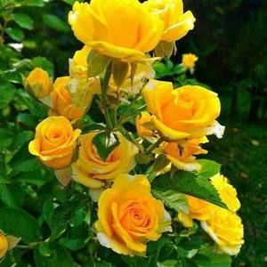 Meet your Posher, Grisel